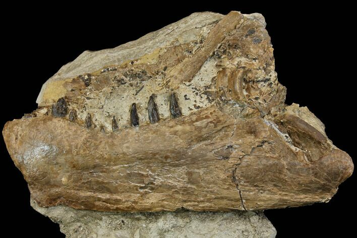 Cretaceous Monster Fish (Xiphactinus) Jaw - Kansas #115082